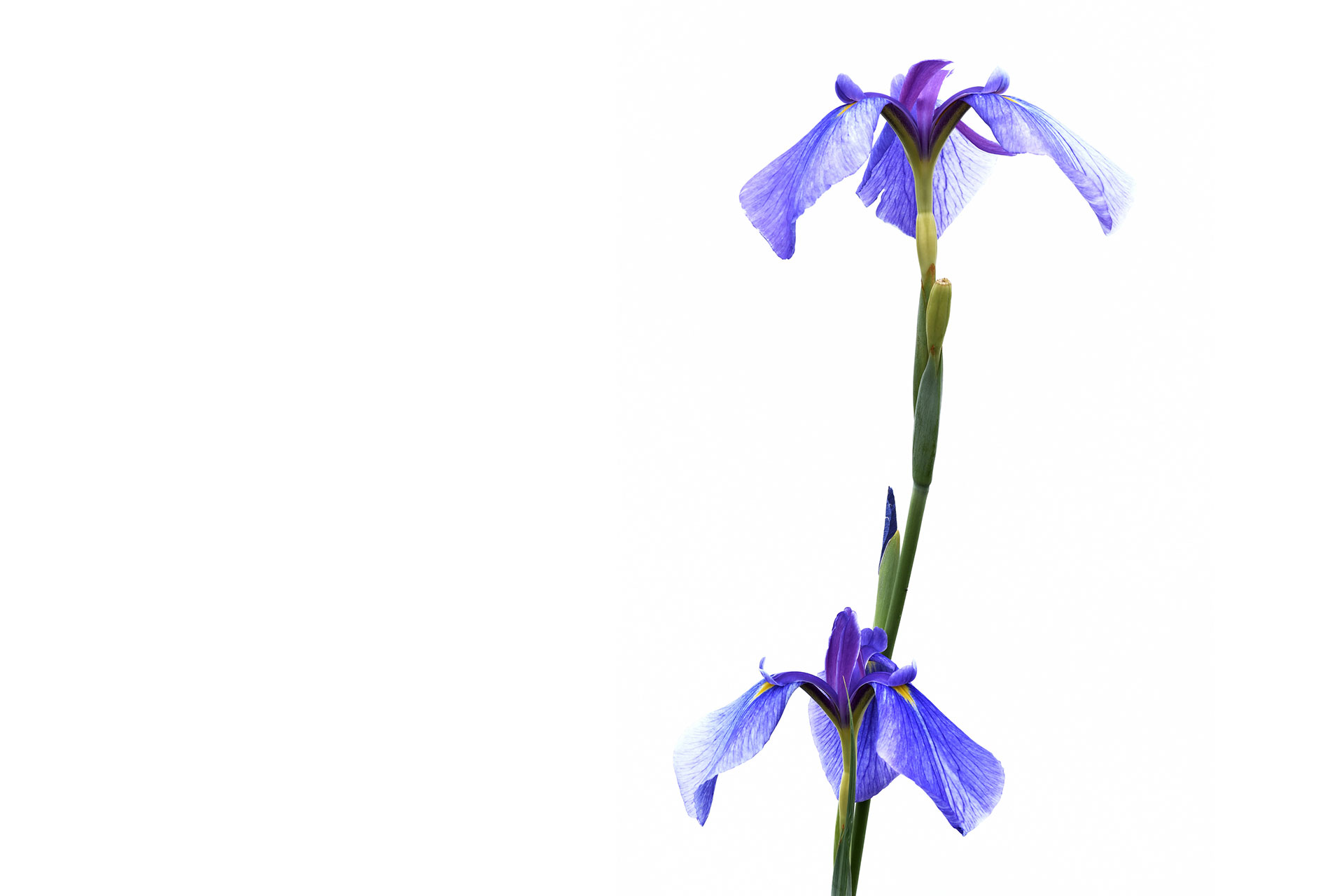 iris