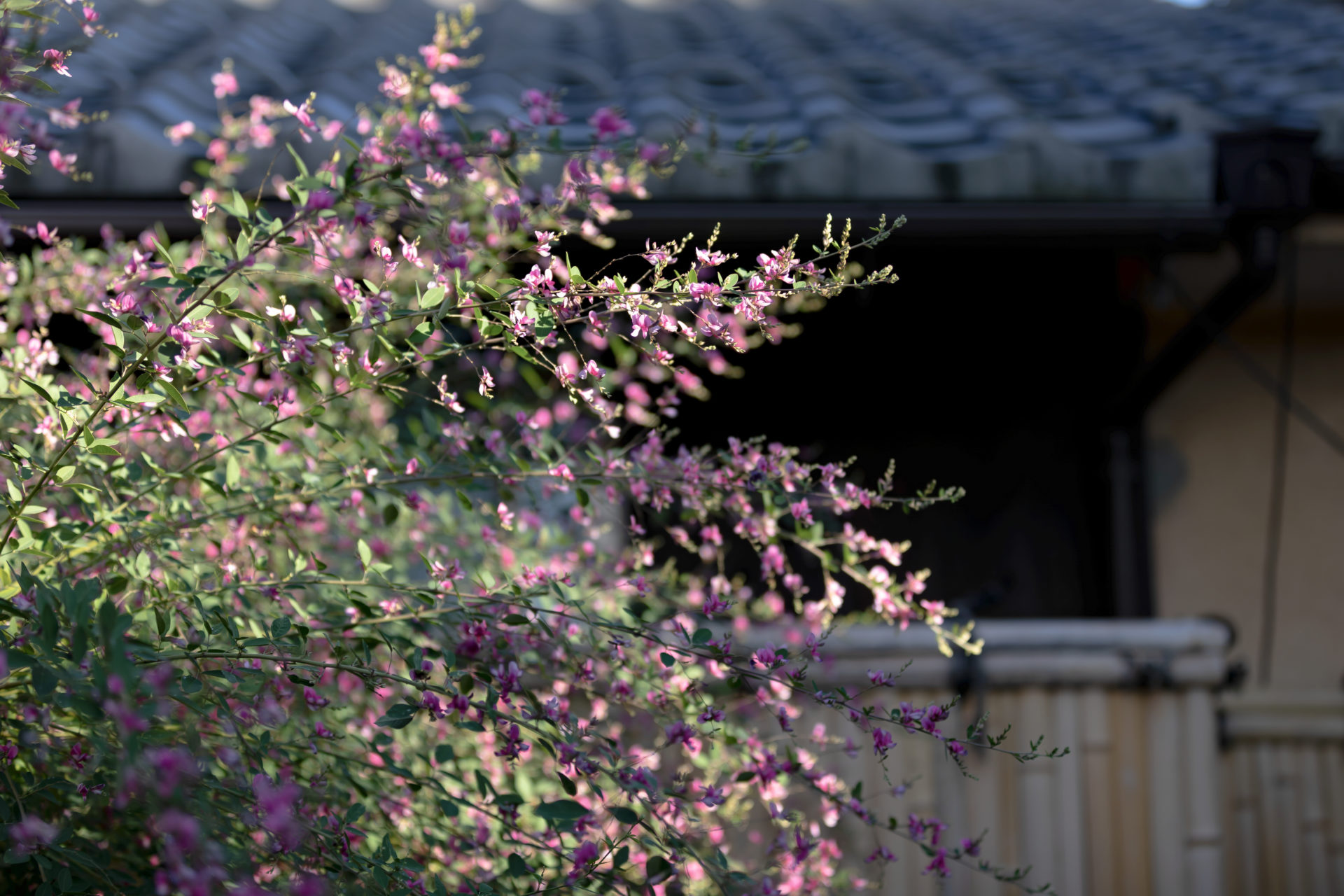 buaisou_012